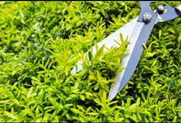 Spring and Fall Cleanup