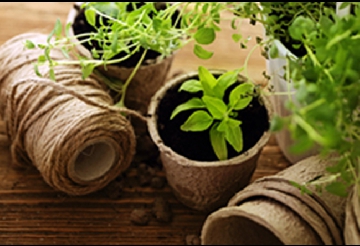 Spring and Fall Cleanup