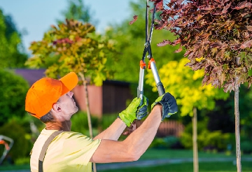 Spring and Fall Cleanup